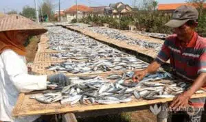 Cuaca Buruk, Produksi Ikan Asin Terhenti