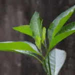 5 Khasiat Daun Afrika Untuk Kesehatan