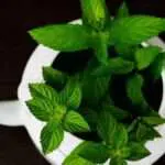 Dapatkan Kulit Cantik Mulus dengan Daun Mint, Begini 7 Cara Mengolahnya