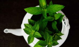 Dapatkan Kulit Cantik Mulus dengan Daun Mint, Begini 7 Cara Mengolahnya