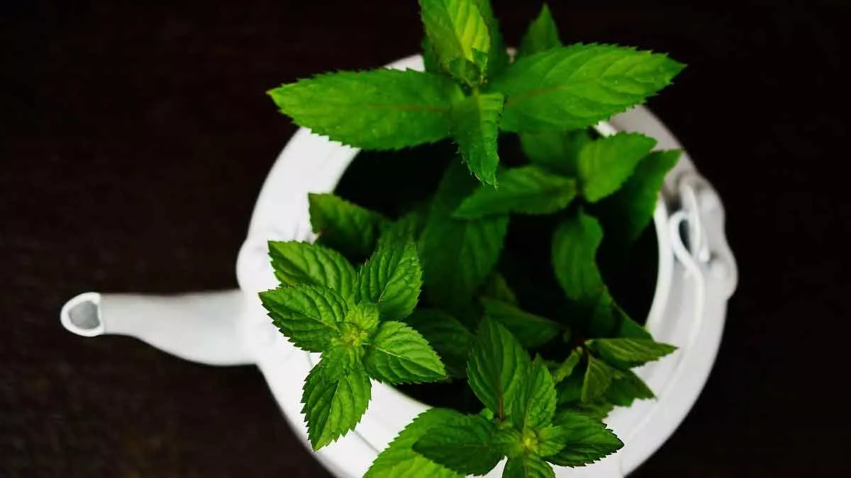 Dapatkan Kulit Cantik Mulus dengan Daun Mint, Begini 7 Cara Mengolahnya