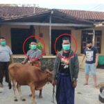 Dua Maling Sapi Diringkus Polsek Kangean
