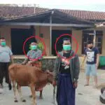 Dua Maling Sapi Diringkus Polsek Kangean