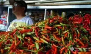 Harga Cabai Rawit Merah Tembus Rp.122 ribu per Kg