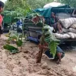 Warga Sampang Tanam Pohon Pisang dan Pepaya di Jalan Berlumpur