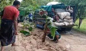 Warga Sampang Tanam Pohon Pisang dan Pepaya di Jalan Berlumpur