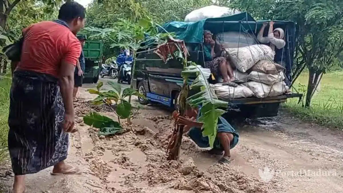 Warga Sampang Tanam Pohon Pisang dan Pepaya di Jalan Berlumpur