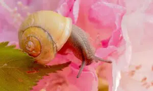 Jangan-Makan-Bekicot,-Ini-Hukumnya!