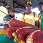 Kuansu, Buah Merah Dari Papua yang Simpan Banyak Manfaat Untuk Tubuh