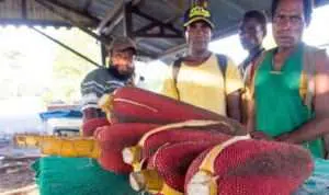 Kuansu, Buah Merah Dari Papua yang Simpan Banyak Manfaat Untuk Tubuh