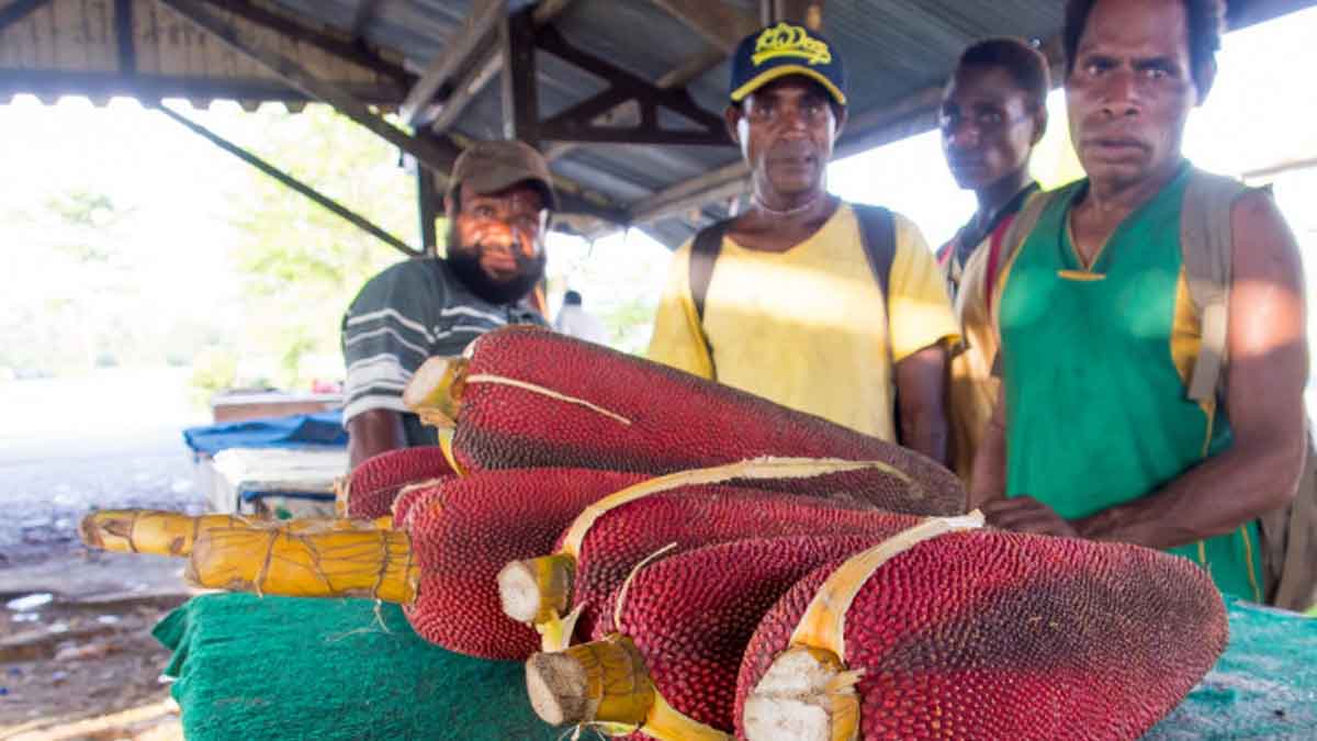 Kuansu, Buah Merah Dari Papua yang Simpan Banyak Manfaat Untuk Tubuh
