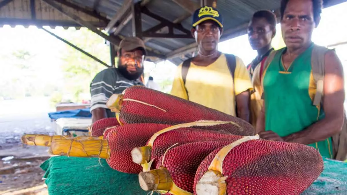 Kuansu, Buah Merah Dari Papua yang Simpan Banyak Manfaat Untuk Tubuh