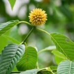 Mengenal Daun Krotom, yang Baik Untuk Kesehatan Tubuh