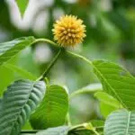 Mengenal Daun Krotom, yang Baik Untuk Kesehatan Tubuh
