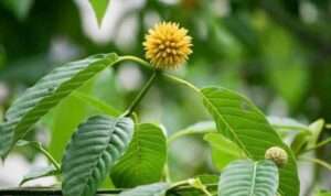 Mengenal Daun Krotom, yang Baik Untuk Kesehatan Tubuh