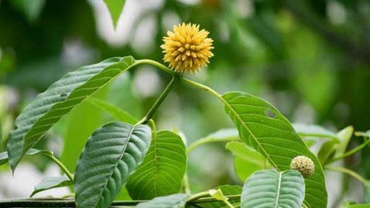 Mengenal Daun Krotom, yang Baik Untuk Kesehatan Tubuh