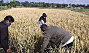 107 Ribu Kartu Tani Belum Teraktivasi