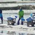 Bukan Anti Impor, Garam Petani Sumenep Malah Makin Tak Terserap