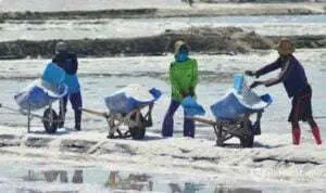 Bukan Anti Impor, Garam Petani Sumenep Malah Makin Tak Terserap