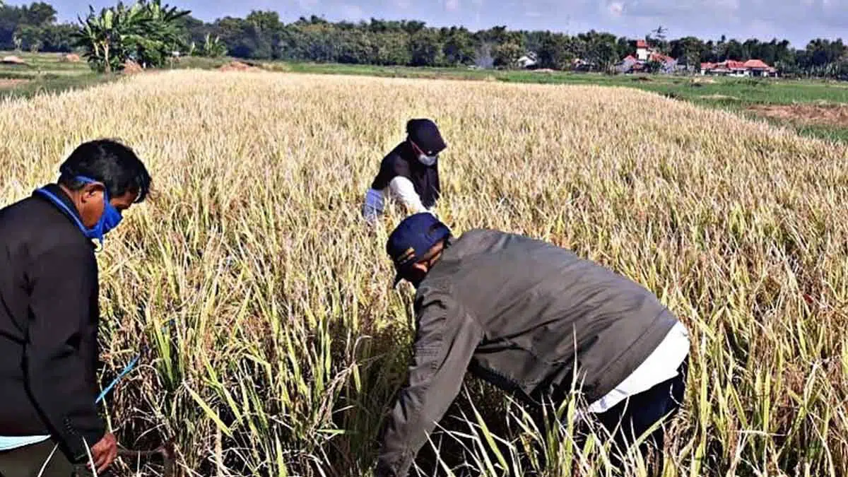 107 Ribu Kartu Tani Belum Teraktivasi