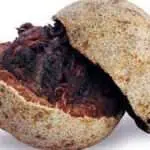 Kawista, Buah Dengan Rasa Yang Unik Simpan Banyak Manfaat Untuk Tubuh
