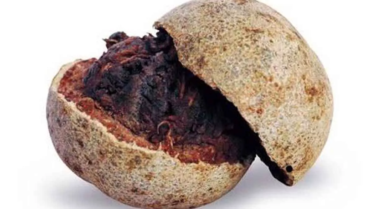 Kawista, Buah Dengan Rasa Yang Unik Simpan Banyak Manfaat Untuk Tubuh