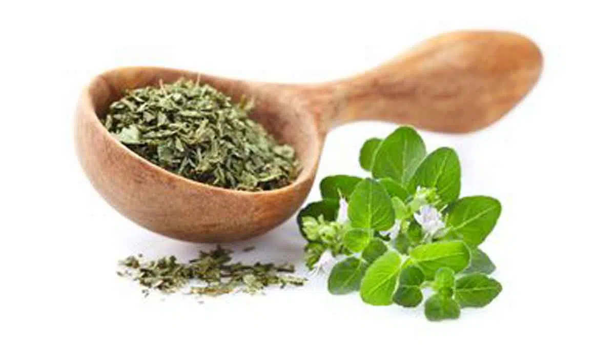 Selain Nikmat, Teh Oregano Punya Banyak Manfaat Untuk Kesehatan