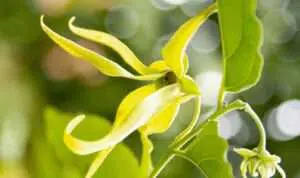 Tak Hanya Cantik, Bunga Kenanga Simpan Banyak Manfaat Untuk Kesehatan