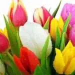 Tidak Sekedar Indah, Bunga Tulip Baik Untuk Kesehatan