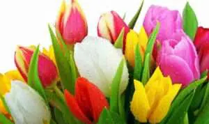 Tidak Sekedar Indah, Bunga Tulip Baik Untuk Kesehatan