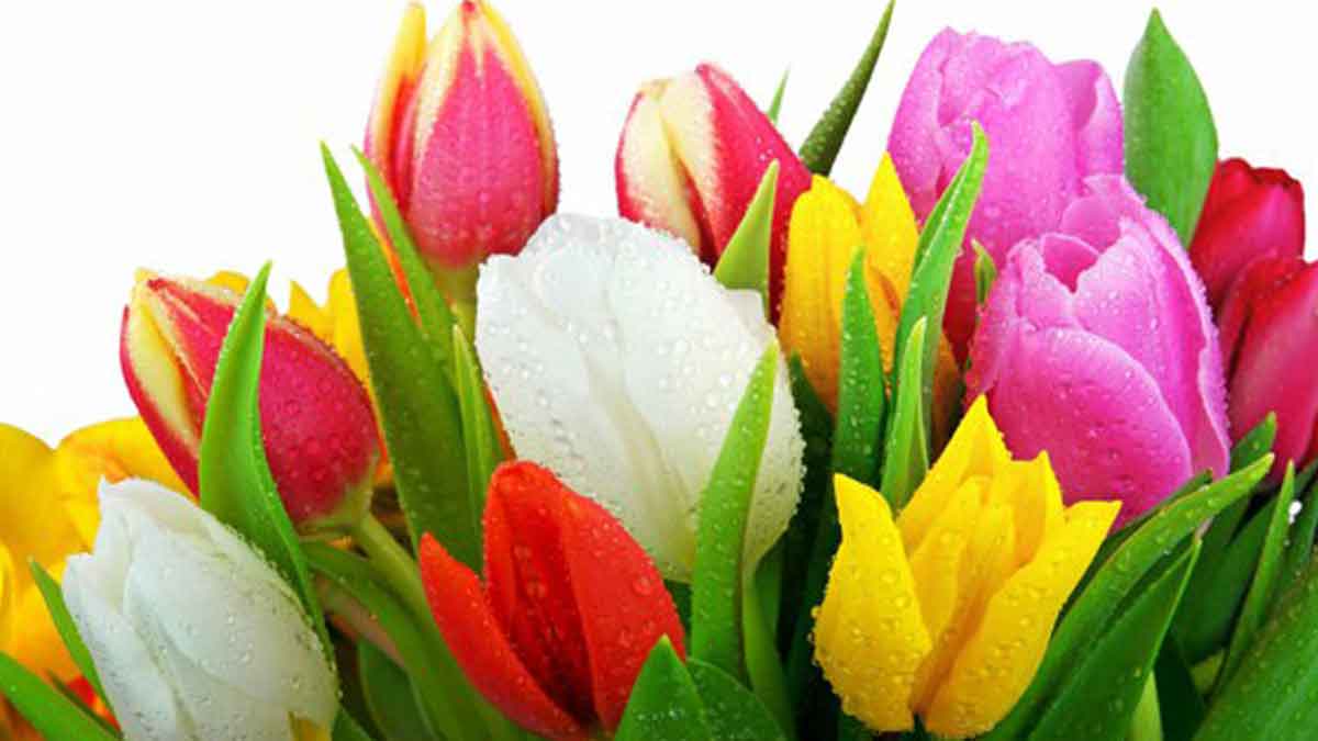 Tidak Sekedar Indah, Bunga Tulip Baik Untuk Kesehatan