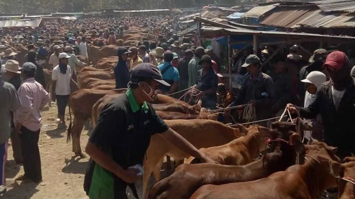 Marak Jagal Pamekasan Gunakan RPH Ilegal