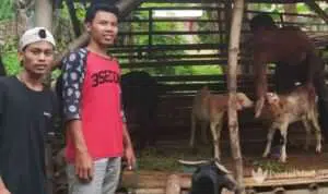 Cara Pemuda Sumenep Entas Kemiskinan Warga Lewat "MangOwan Embi"