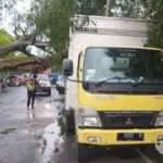 Pohon Asam Tumbang Timpa Truk Box di Jalan Lingkar Timur Sumenep