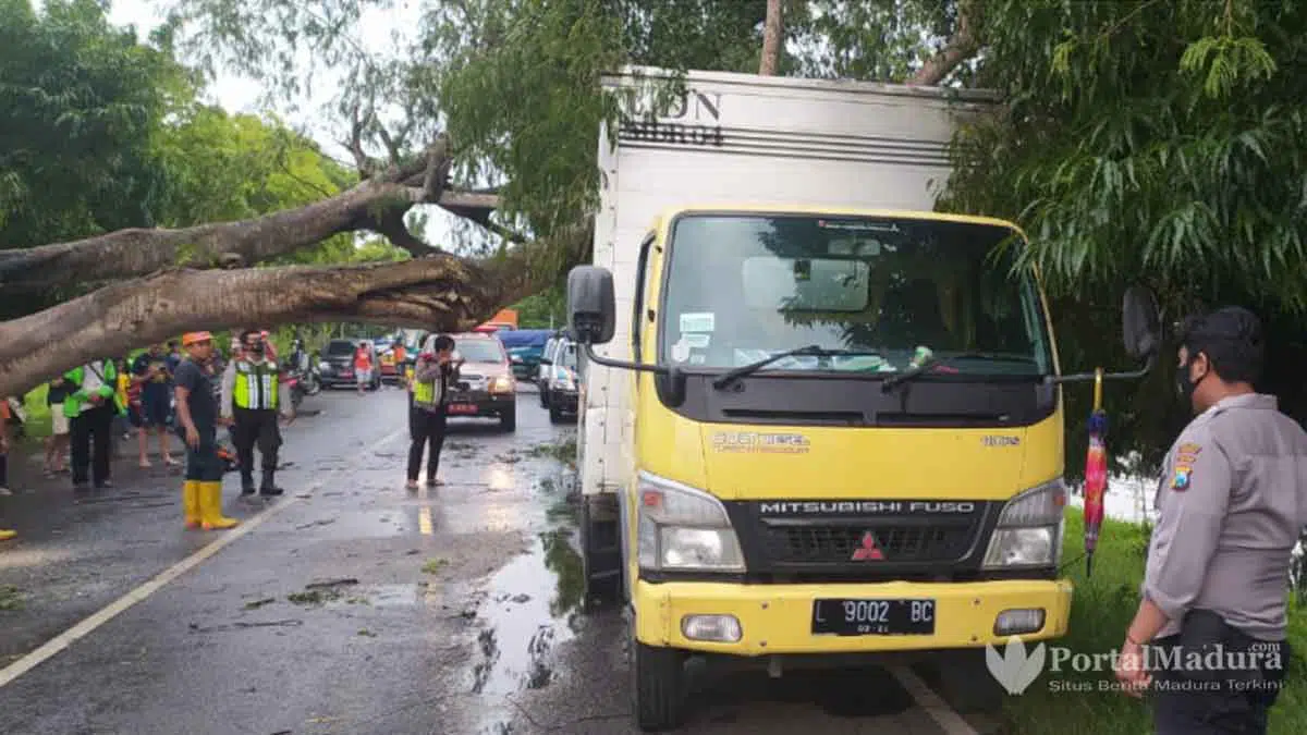 Pohon Asam Tumbang Timpa Truk Box di Jalan Lingkar Timur Sumenep