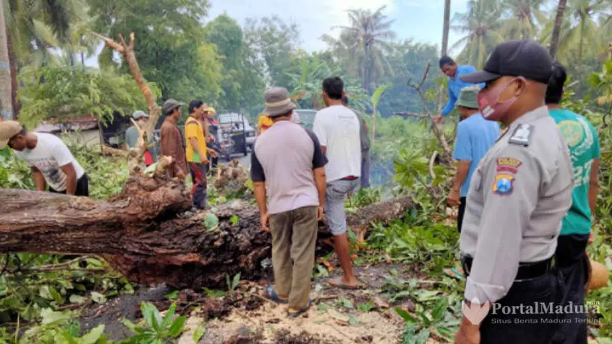 Pohon Tumbang, Jalan Raya Dungkek-Sumenep Macet