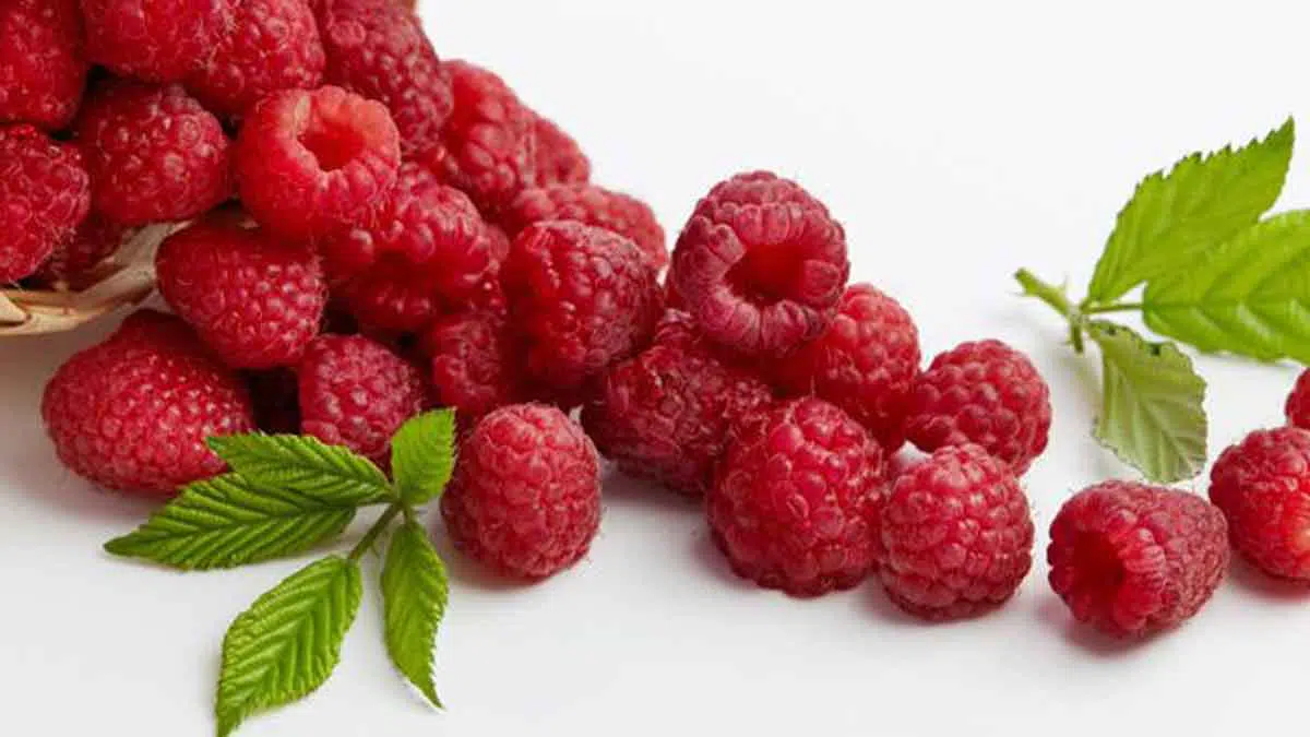 Raspberry, Buah Mungil Yang Simpan Banyak Manfaat Untuk Tubuh