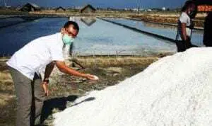 Tahun-2021,-Produk-Garam-Pamekasan-Ditarget-Hingga-60-Ribu-Ton