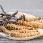 Terbukti, Cordyceps Simpan Banyak Manfaat Yang Baik Untuk Kesehatan