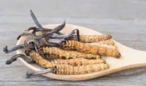 Terbukti, Cordyceps Simpan Banyak Manfaat Yang Baik Untuk Kesehatan
