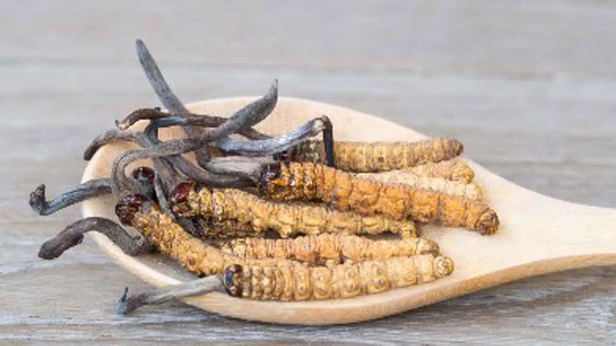 Terbukti, Cordyceps Baik Untuk Kesehatan Pernapasan