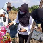 Pamekasan Kekurangan Penyuluh Pertanian