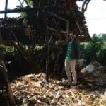 Usir Nyamuk Pakai Asap, Kandang Sapi Ikut Terbakar