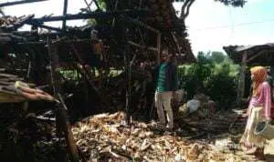 Usir Nyamuk Pakai Asap, Kandang Sapi Ikut Terbakar