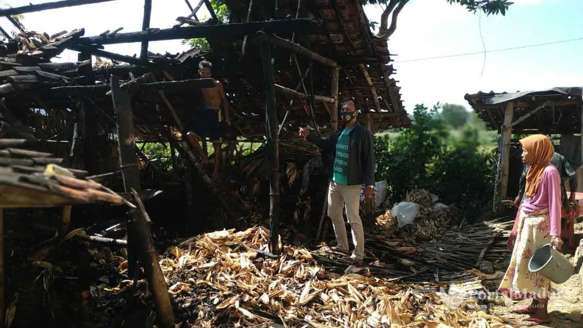 Usir Nyamuk Pakai Asap, Kandang Sapi Ikut Terbakar