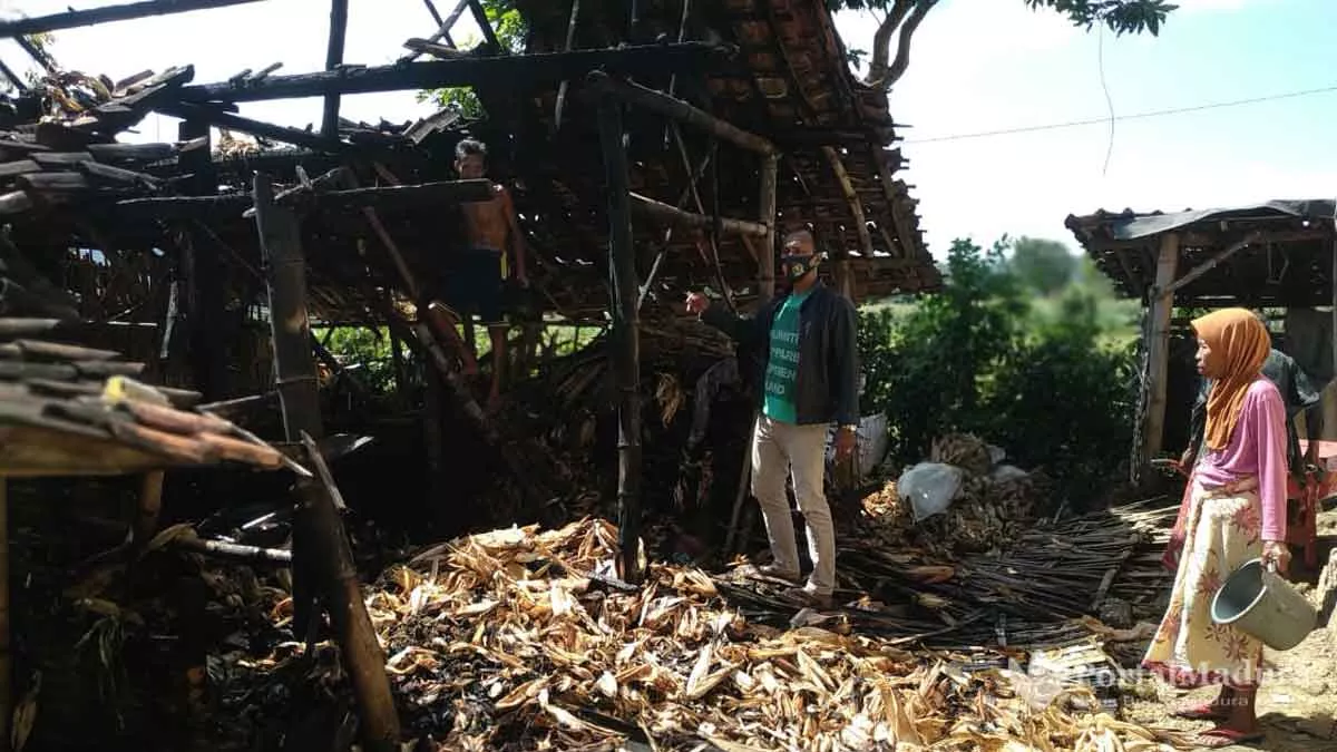 Usir Nyamuk Pakai Asap, Kandang Sapi Ikut Terbakar