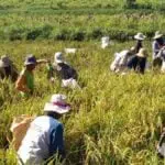 Pengajuan Pupuk Dilakukan Secara Elektronik
