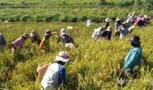 Pengajuan Pupuk Dilakukan Secara Elektronik