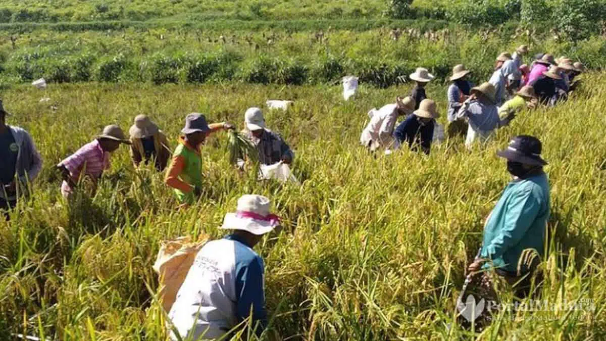 Pengajuan Pupuk Dilakukan Secara Elektronik