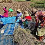 Petani Pamekasan Mulai Bersiap Tanam Tembakau